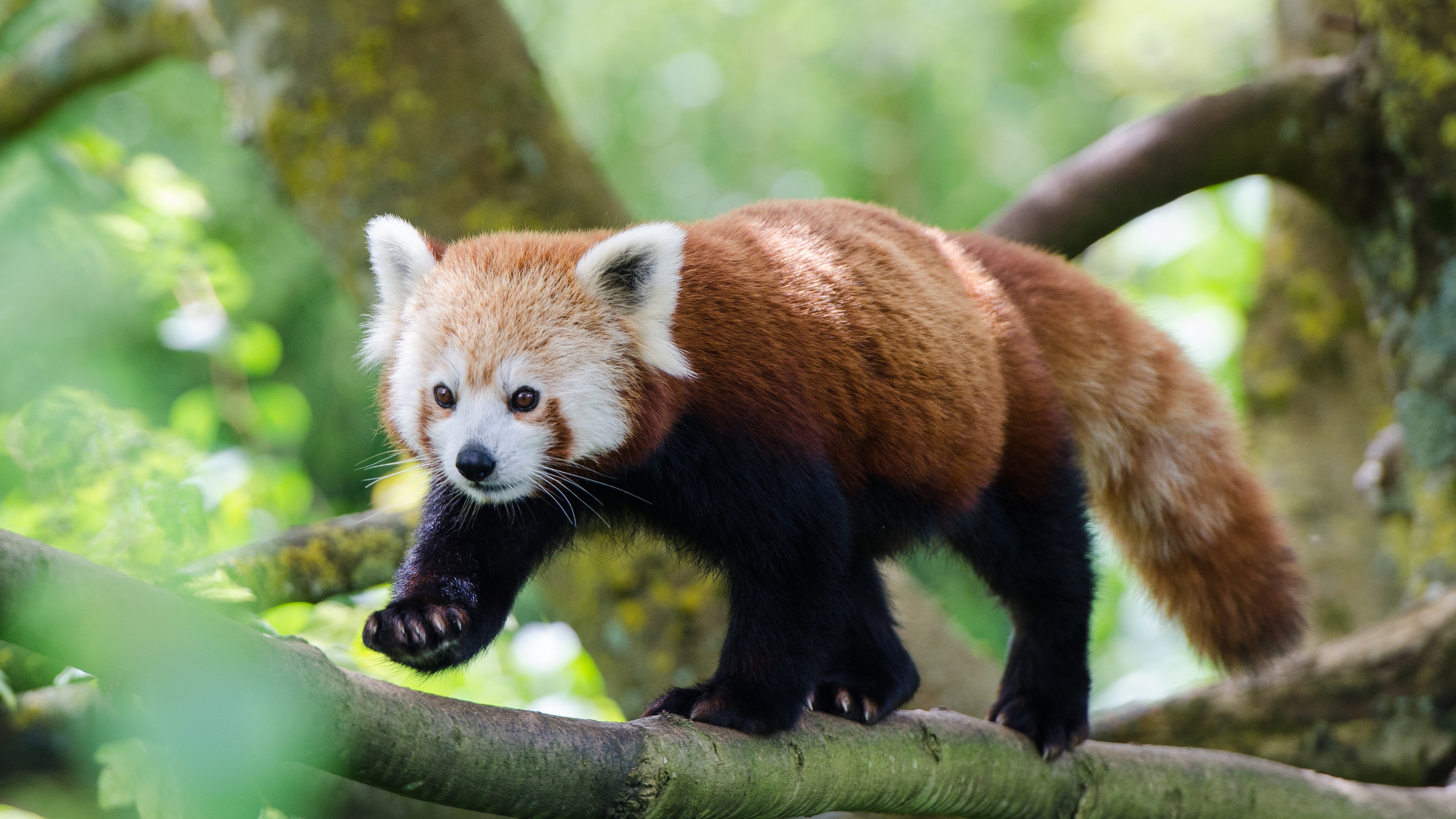 10 photos that prove red pandas should be your new favourite animal | BT
