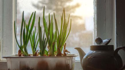 5 ways to grow plants in your windowsill  BT
