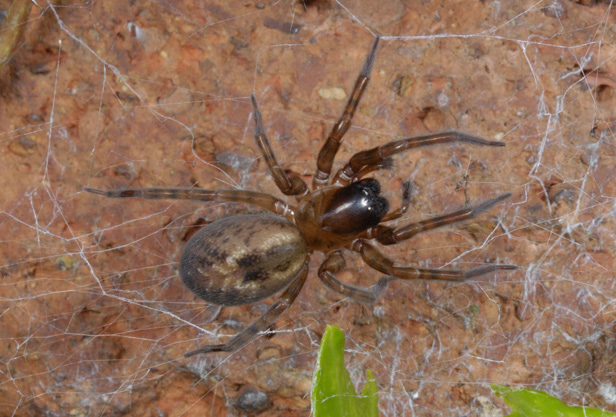 10 Common Spiders You Re Likely To Find In A British Home Bt