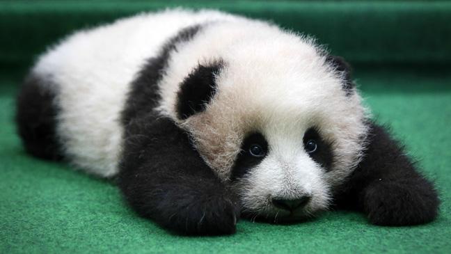 baby-panda-makes-world-debut-at-malaysian-zoo--and-promptly-dozes-off-136401733162403901-151119165145.jpg
