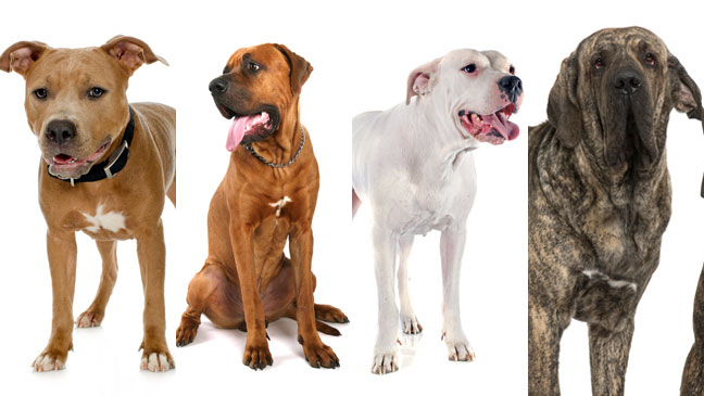 Image result for banned dog breeds