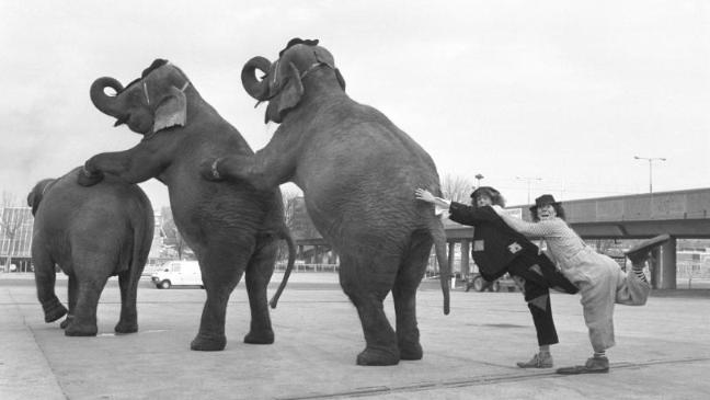 There is a long tradition of using wild animals in circuses