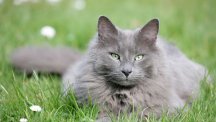 How do I stop cats from coming into my garden?
