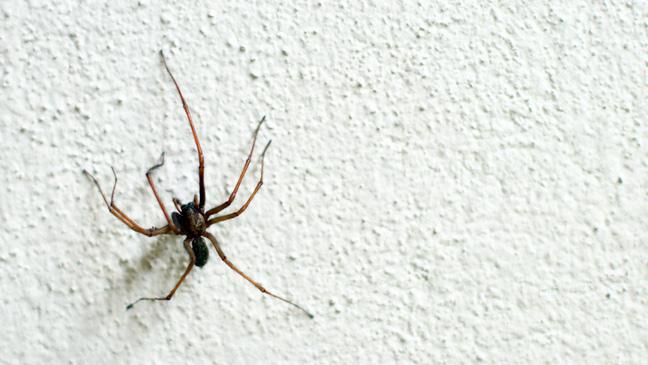 What are some household tricks that help to eliminate spiders?