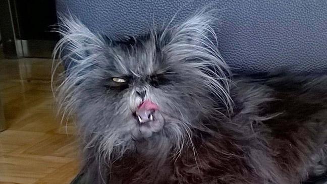 moony-the-hairy-scary-werewolf-cat-is-the-cats-whiskers-says-her-owner-136404796141803901-160324114709.jpg