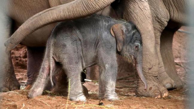Resultado de imagem para cheste zoo elephant birth