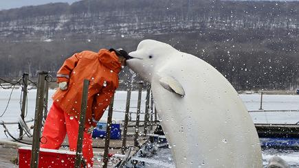 Rescued beluga whales show their playful side by squirting water at trainers
