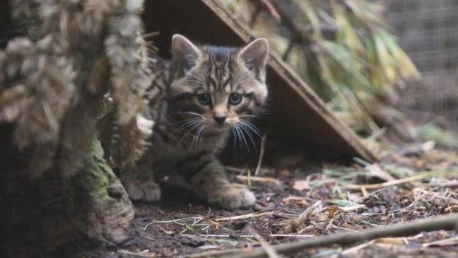 scottish-wildcat-kittens-help-species-claw-back-from-brink-of-extinction-136407338101703901-160713174016.jpg