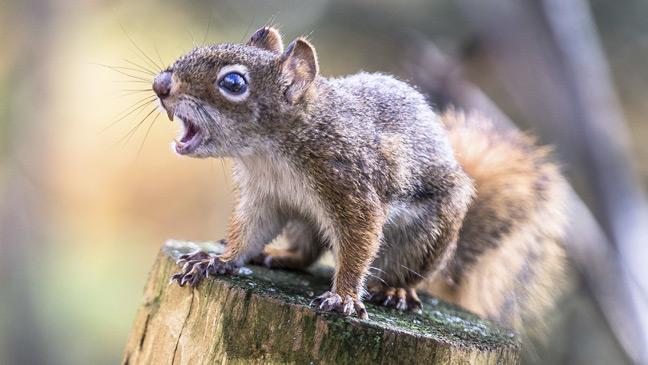 Image result for vicious squirrel