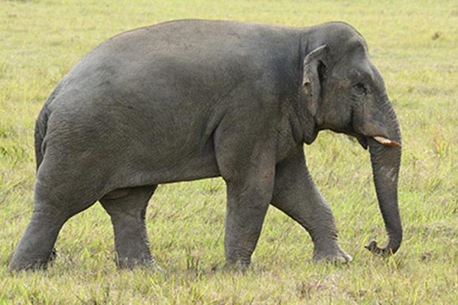 Stock image of male Indian elephant