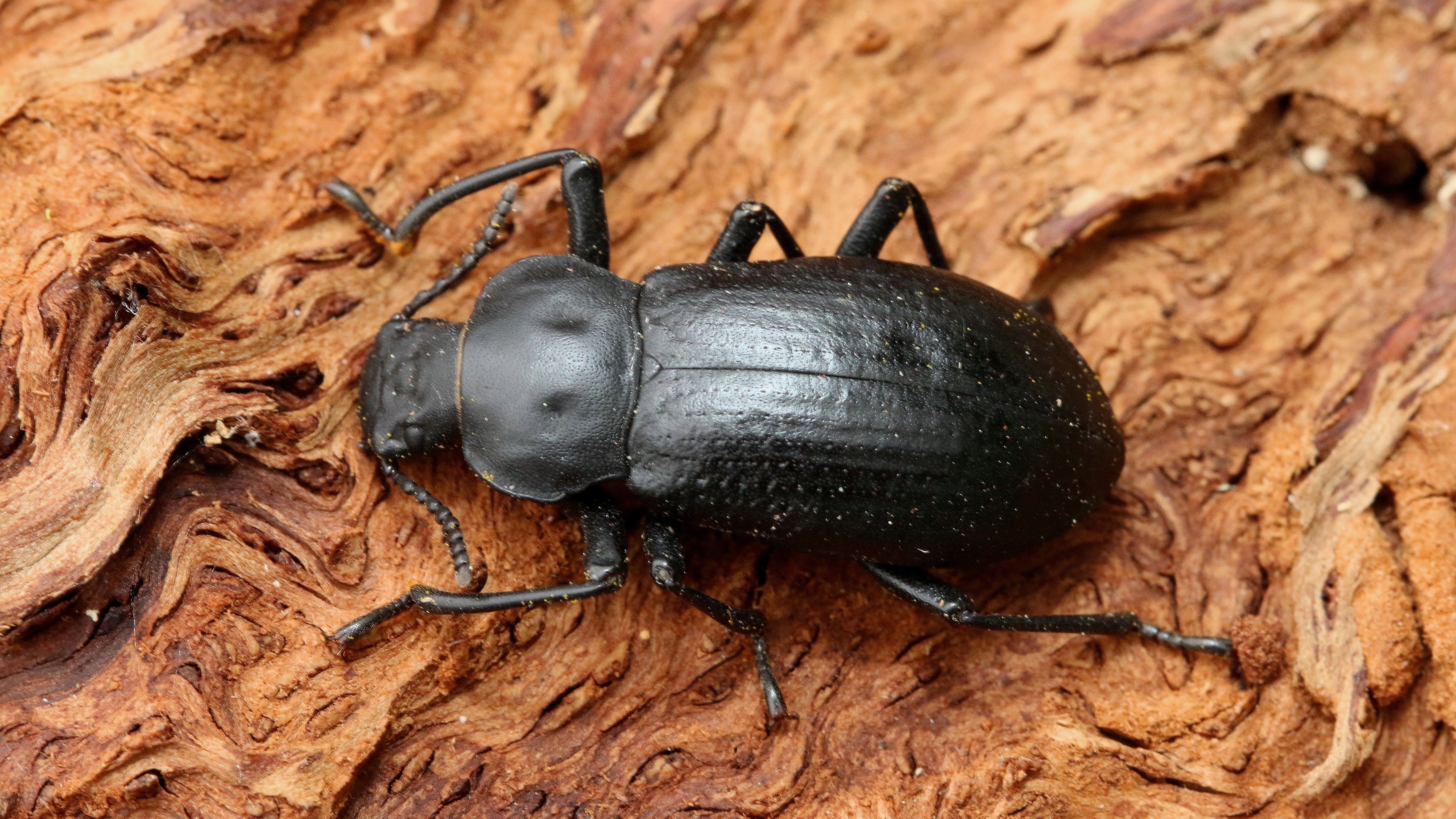 Survival Of Beetle Species Threatened By Loss Of Old Trees Bt