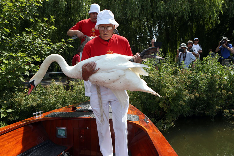 Swans were once considered a delicacy and the Crown claimed ownership of every single one. 