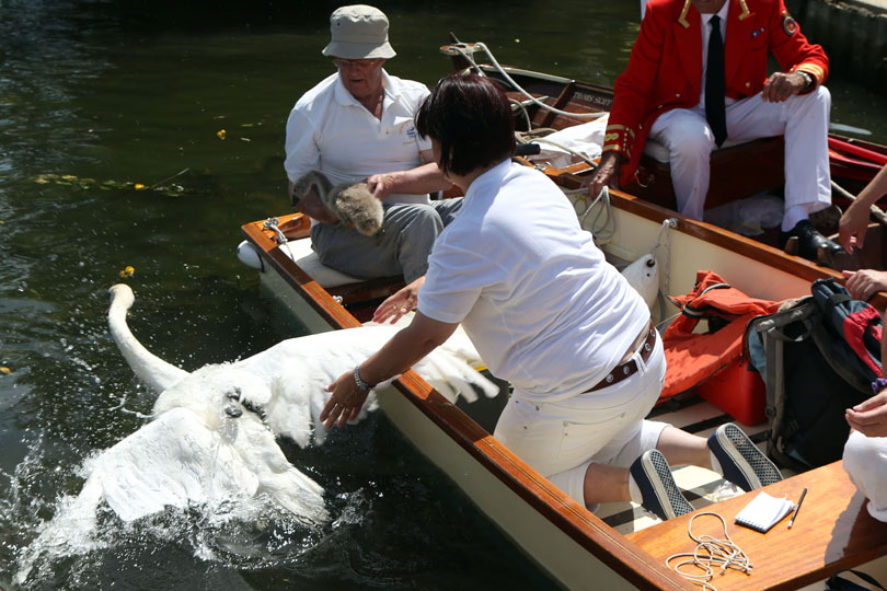 The monarch would send teams of 'uppers' up the Thames to tag all unmarked swans.