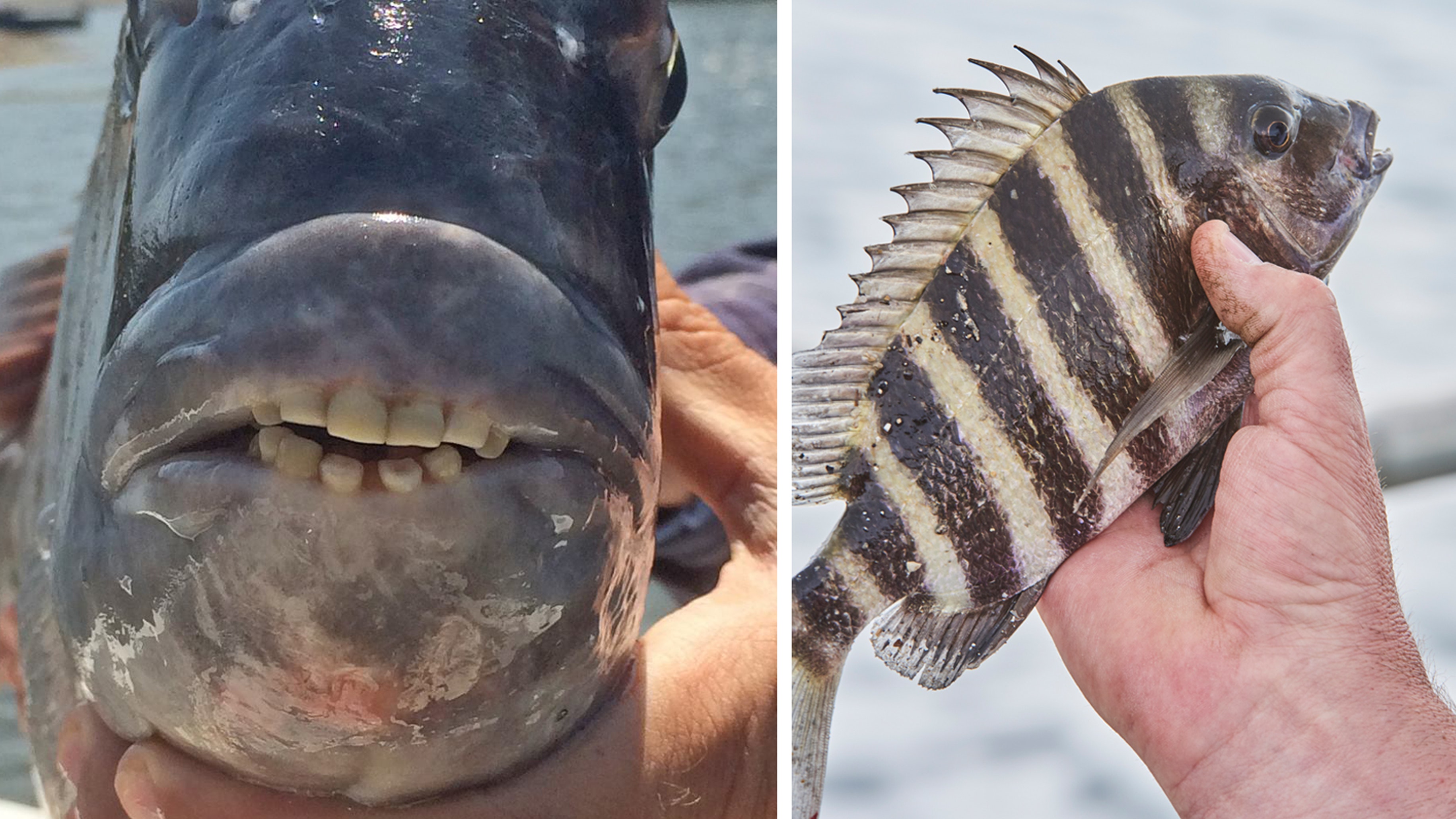 This fish has human teeth and it’s freaking people out | BT