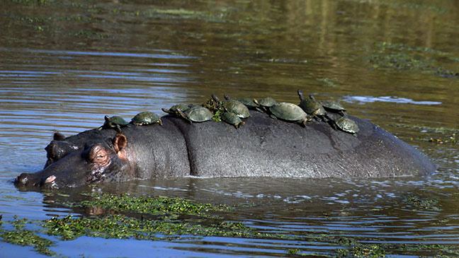 turtles-taking-a-hippo-taxi-ride-136400818416403901-151002114942.jpg