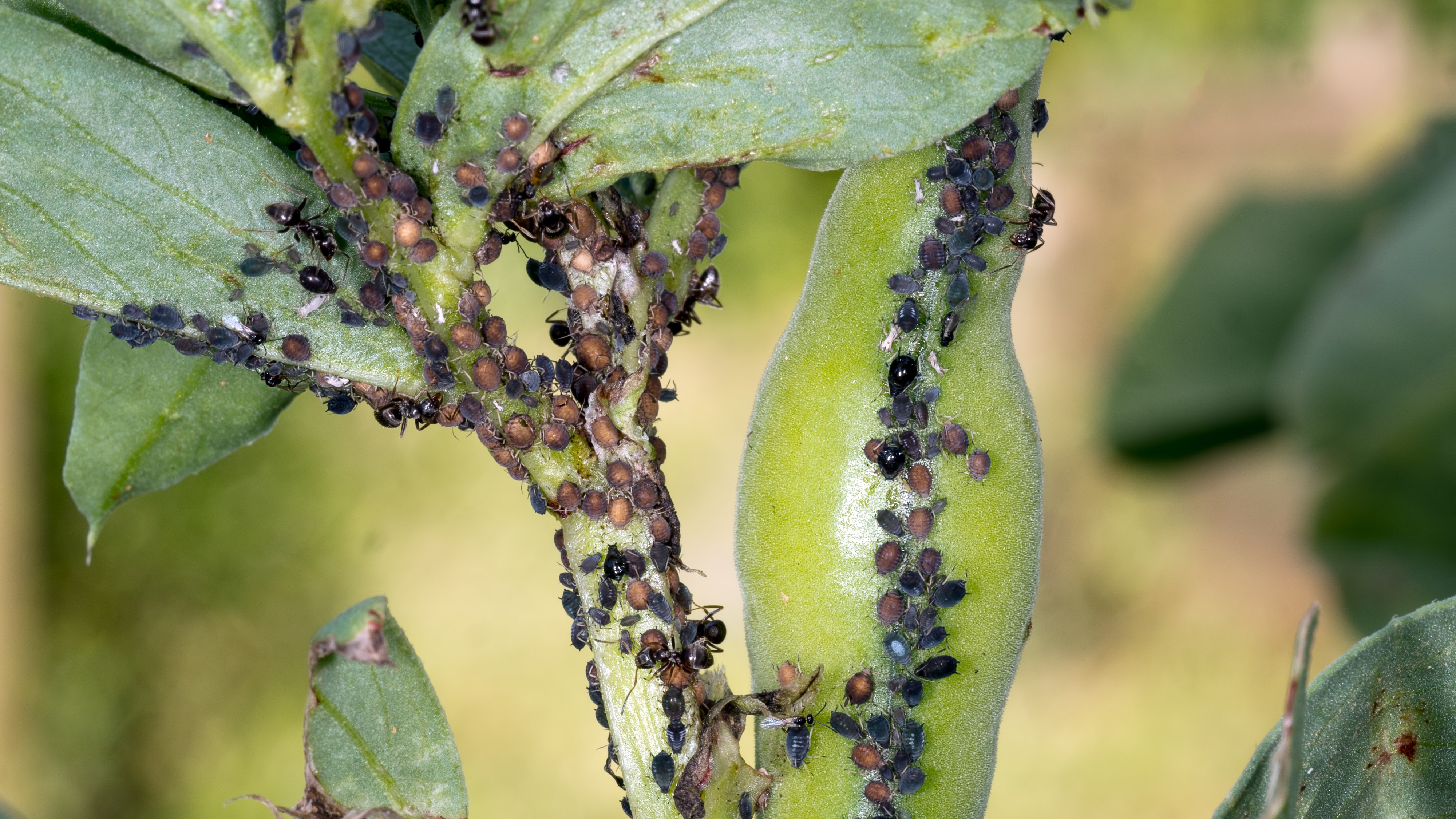 3 tips for outsmarting garden pests | BT