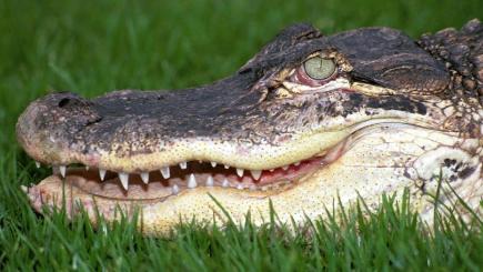 Alligators found eating man's body  BT