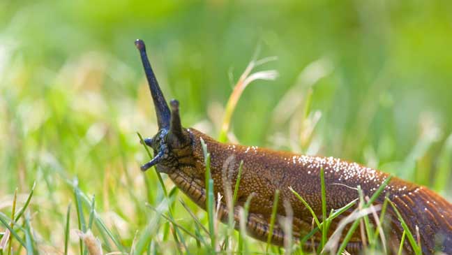 How To Get Rid Of Slugs From Your Garden Naturally Bt