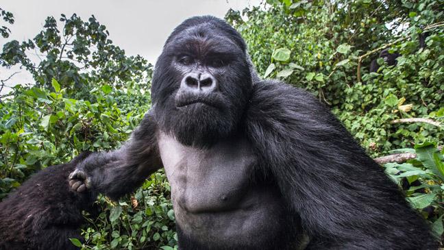 Gorilla punches photographer