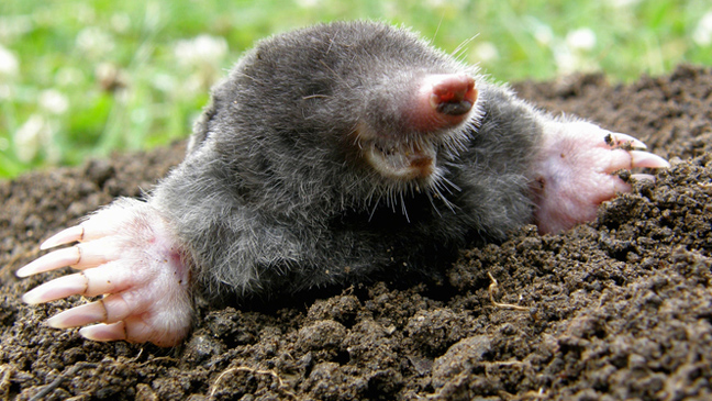 Telltale Signs You Have Moles In The Garden And How To Get Rid