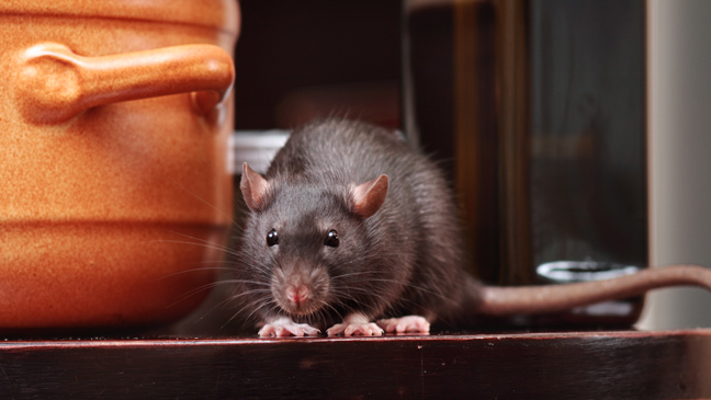 How to keep rats out of your home | BT