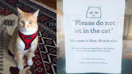 meet-max-the-cat-hes-banned-from-the-library-but-that-doesnt-stop-him-venturing-in-136423359896010401-171130234011.jpg