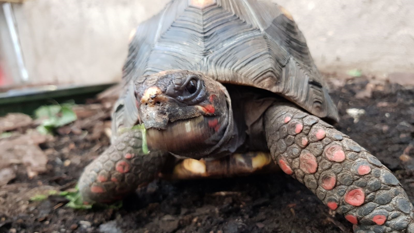 Red Footed Tortoise Stolen From Enclosure Bt