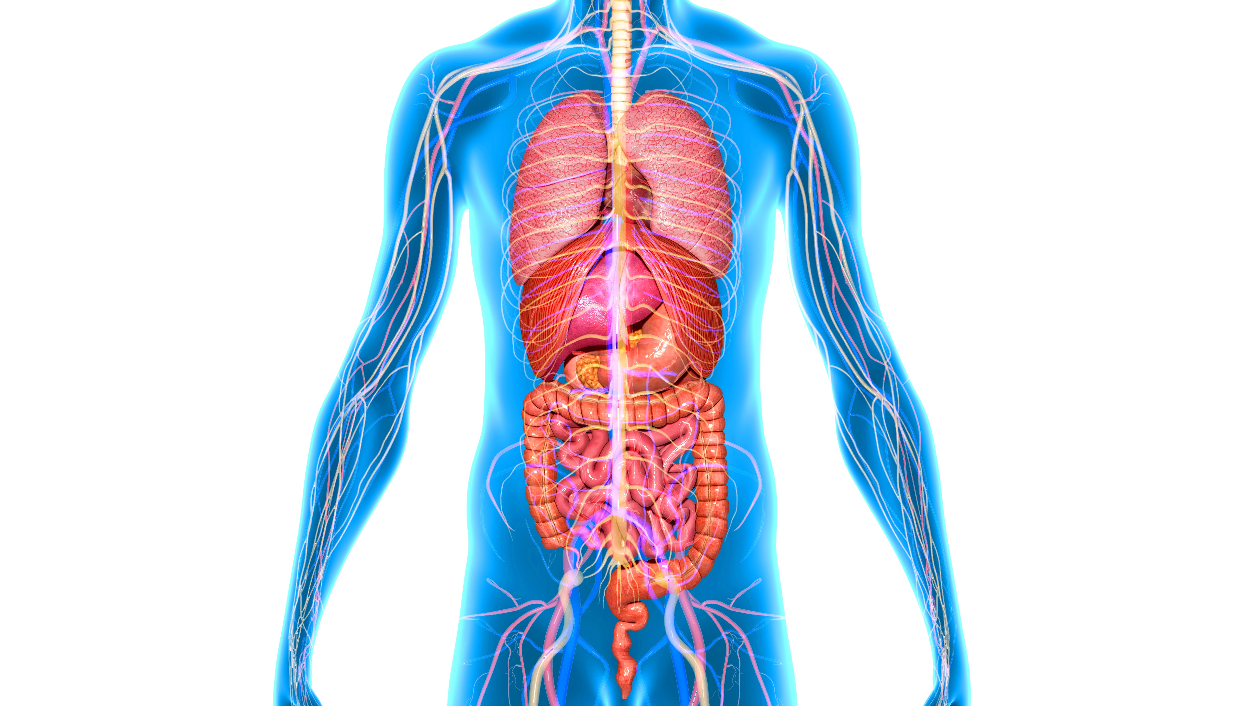 Human h. Органы человека. Внутренние органы. Тело человека органы. Тело человека анатомия.