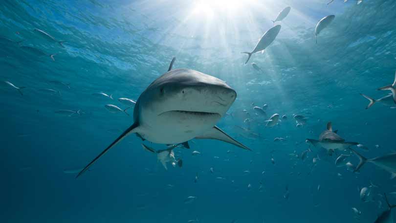 Discovery Channel Shark Week