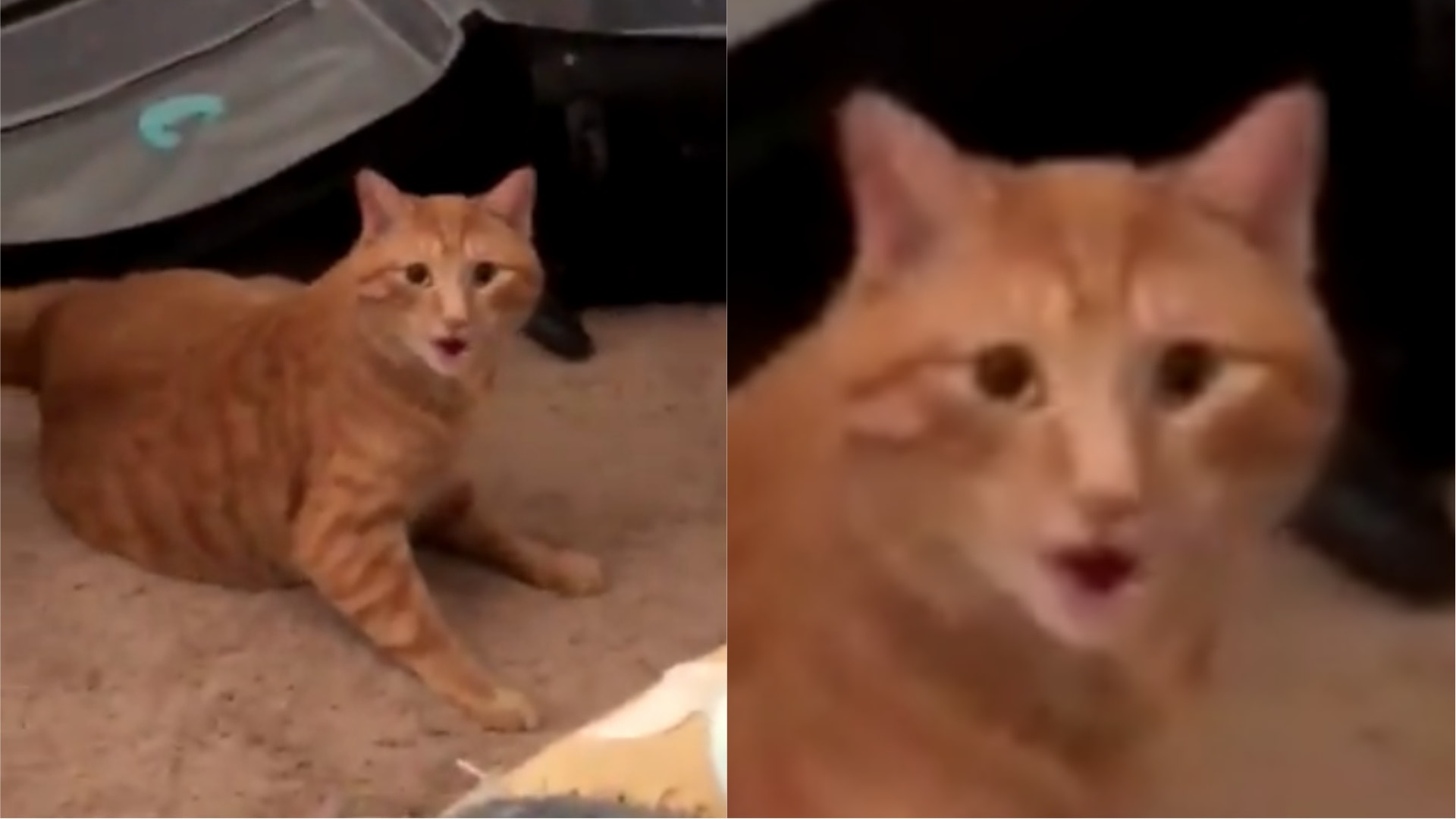 Cats Reaction.