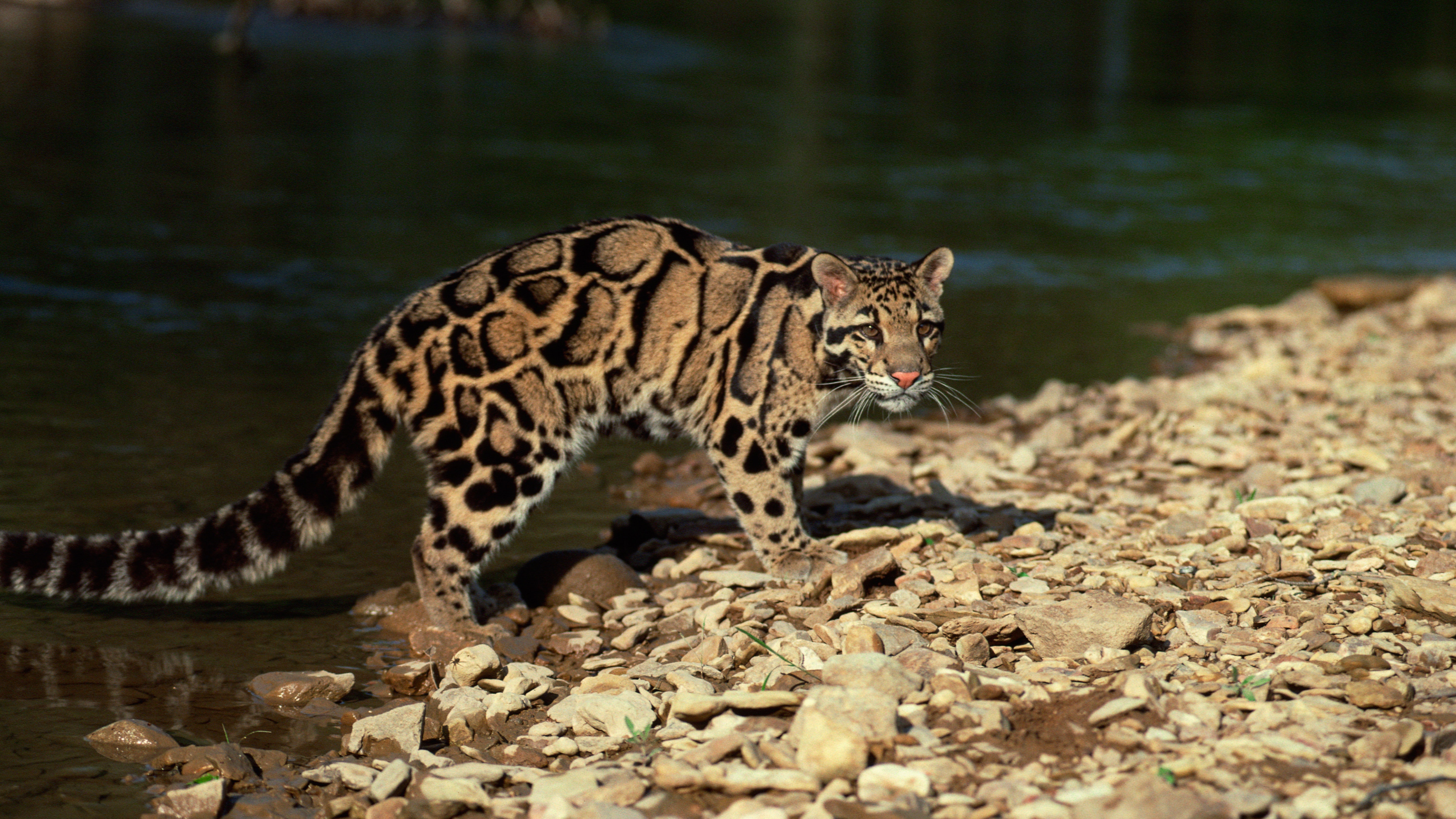 clouded leopard toy